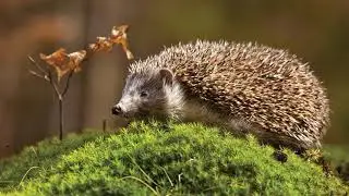 Benedicite - Andrew Carter (Mvt 4 Badgers and Hedgehogs)