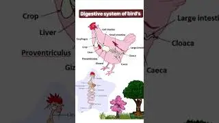 DIGESTIVE SYSTEM OF BIRD'S#animals #biology #veterinary #vlda #nursing #luvas #pharmacy #neet #birds