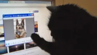Monitor the cat joke. Кошка и монитор. Прикол