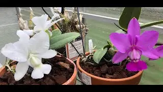 Cattleya walkeriana 'Estrela da Colina' x sib- March 22, 2020