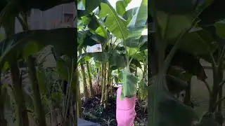 Why you should protect your banana plants in zone 6.