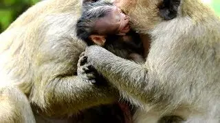 Newborn Jilla Cry tantrum cos Popeye dragged  her so hard, Poor Jilla hurt cried loudly