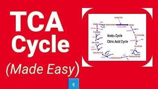 TCA cycle | Krebs cycle (Made Easy)