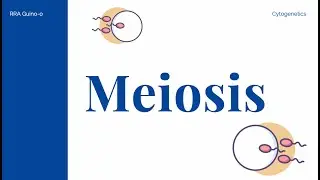 Генетическое разнообразие и мейоз
