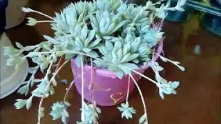 Suculentas fáceis de cultivar