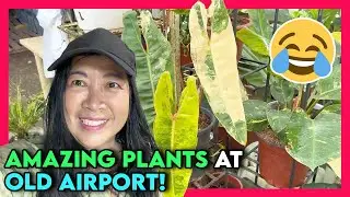 Amazing Plants at the Old Airport Making Us Crazy
