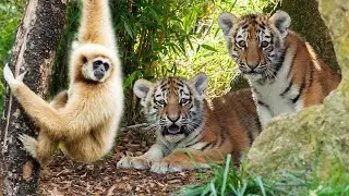 Gibbon Teases Tigers