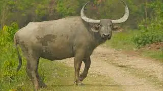 water buffalo sound effects
