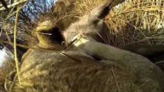 Lion's First Kill Captured | The Lion Whisperer