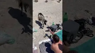 #gree#balos #goats#summer#sun#beach#sand#bluewater#ocean#pedro#chill