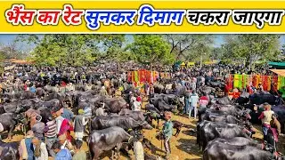 भैंस का रेट सुनकर दिमाग चकरा जाएगा | Pashu Mandi | Buffalo Market | Mandi Vlogs