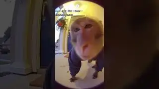 Curious Monkey Checks Out Doorcam 😳🐒 #shortsfeed #shorts #funnyanimals #viral #monkey #viral