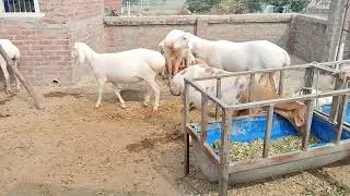 jameel Khan Turkey dumba contact 6351462832