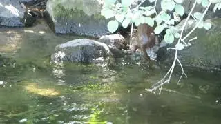 mink swimming in river