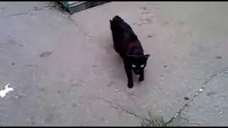 Кошка отчаянно защищает своих котят Cat protects kittens