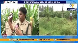 Forest Officer David Raju Interview Over Tiger Roaming in Rajamahendravaram