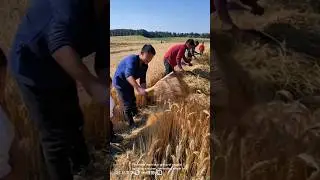 Old-fashioned wheat harvesting techniques