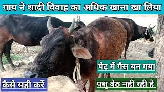 गाय ने शादी विवाह का बच्चा हुआ भोजन खा लिया || पशु ने अधिक मात्रा में पूरी चावल खाली || Food poison
