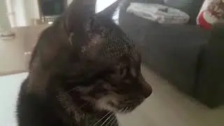 My Beautiful Tabby Cat Daisy And My Beautiful Tabby Cat Lilly