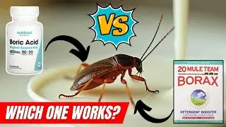 Boric Acid vs  Borax &ndash; Which Is Better for Cockroach Control?