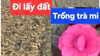 Tôi đi lấy đất trồng trà mi