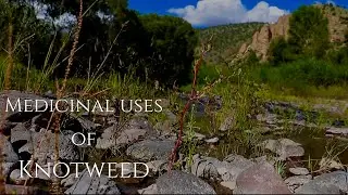 Medicinal Uses of Knotweed
