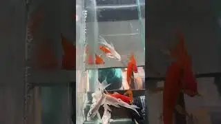 Goldfish And Koi Carp All Dead ☠️ #seafood #cats #fish #cat #aquariumshopdinajpur #JusticeForHadi
