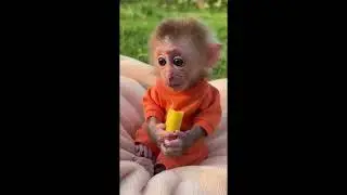 Cute Baby Monkey Holding a Banana 🍌 | Adorable Animal Moments