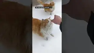 #cats #catshorts #kitty #love #free #time #свобода #snow #winter #youtubeshorts #t&uuml;rkiye