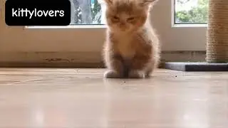 Cute Kittens Falling Asleep Compilation Funny