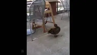duck farts