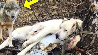 Surprising Turn: Dog Owner&rsquo;s Heartbreaking Forest Decision