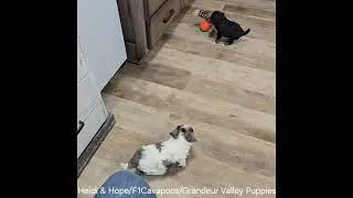 Heidi & Hope/F1 Cavapoos/Grandeur Valley Puppies #puppy #cavapoo #adorable