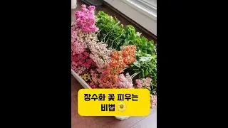 당신의 장수화가 꽃을 피우지 않는 이유? 이 비밀을 알면 겨울 내내 화려한 꽃을 볼 수 있어요! 끝까지 보면 놀라운 변화를 확인할 수 있습니다! 🌟 #fyp #viral #장수화
