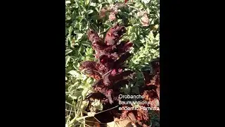 Orobanche . Orobanchaceae  familly.  Endemic and Rare . Greece
