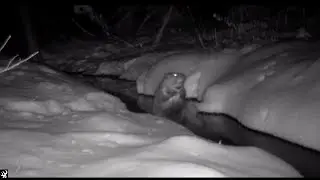 90 Second Visit to a Vermont Beaver Colony!
