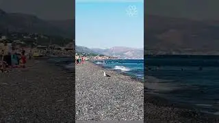 Incredible Wildlife Encounter: Watch Bird Explore the South Crete Beach! #gull #beach