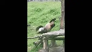 Panda fail