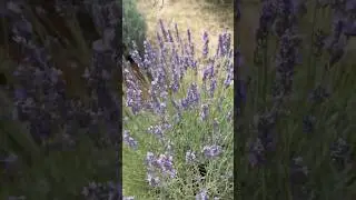 Lavender Farm  #shorts #shortsfeed #youtubeshorts #ytshorts #australia #sydney #travel