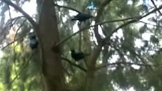 Noisy ravens in the park
