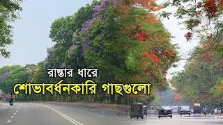 রাস্তের ধারে শোভাবর্ধনকারি গাছগুলো | Ornamental Trees of Roadsides
