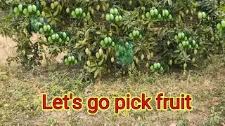 Amazing mango garden 🌱 QUOC garden #40