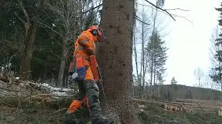 Fällning av en stor gran / falling a decent size spruce