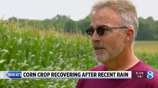 Rain revitalizes Michigan&rsquo;s corn crop after dry start