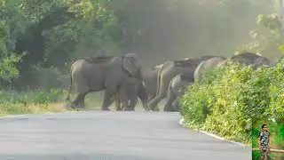 asiatic elephant on the run.. northbengal ...a film by dwigbijoy dey..