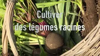 Cultiver des légumes racines pour l'hiver