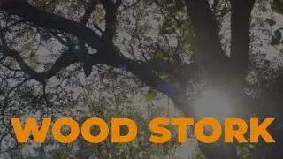 Wood Stork (Original Song)