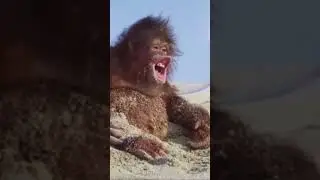 #monkeymemes #monkeymeme #chimpanzee #dailymemes  #random #monkeys #funnyvideos #monkey
