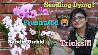 Seedlings Orchid Dying? frustrated 😭?Tricks! Sandip Orchid।।