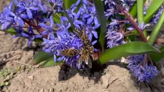One Tiny Bee  Our Entire Food Supply